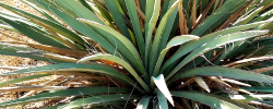 Cuidados de la planta Yucca baccata o Yuca de dátiles.