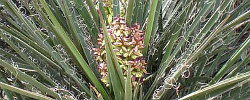 Care of the shrub Yucca schidigera or Mojave yucca.