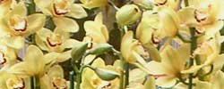 Care of the plant Cymbidium or Boat orchid.