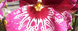 Care of the orchid Miltoniopsis or Colombian Pansy Orchid.
