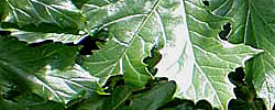 Care of the plant Acanthus mollis or Bear's breeches.
