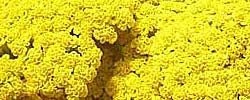 Care of the plant Achillea millefolium or Common yarrow.