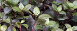 Cuidados de la planta Alternanthera brasiliana o Alternantera púrpura.