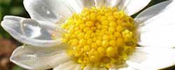 Care of the plant Anacyclus pyrethrum or Spanish chamomile.