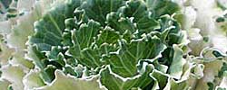 Care of the plant Brassica oleracea or Wild cabbage.