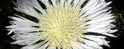 Cuidados de la planta perenne Centaurea cachinalensis o Flor del Minero.