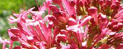 Cuidados de la planta Centranthus ruber o Valeriana roja.