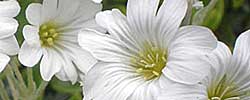 Cuidados de la planta Cerastium tomentosum, Cerastio, Canastilla de plata o Manto de la novia.