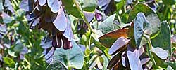 Care of the plant Cerinthe major or Honeywort.