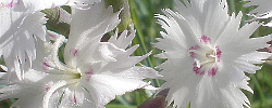 Cuidados de la planta Dianthus anatolicus o Clavel de Anatolia.