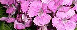 Care of the plant Dianthus barbatus or Sweet William.