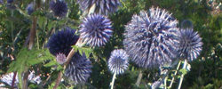 Cuidados de la planta Echinops ritro, Cardo azul o Cardo yesquero.