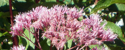 Care of the plant Eupatorium purpureum or Purple Joe-Pye weed.