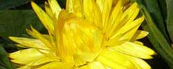 Cuidados de la planta Helichrysum bracteatum o Flor de papel.