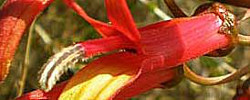 Care of the plant Lobelia laxiflora or Mexican lobelia.