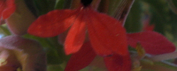 Cuidados de la planta Melianthus comosus o Flor de miel.