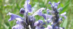Care of the plant Nepeta teydea or Canary Catmint.