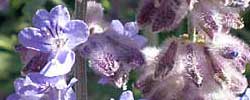 Cuidados de la planta Perovskia atriplicifolia o Salvia rusa.
