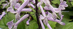 Cuidados de la planta Plectranthus zuluensis o Flor de espuela zulú.