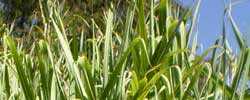 Cuidados de la planta Saccharum officinarum o Caña de azúcar.