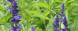Cuidados de la planta Salvia farinacea o Salvia azul.