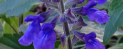 Care of the plant Salvia guaranitica or Hummingbird sage.