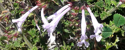 Care of the plant Salvia scabra or Coast blue sage.