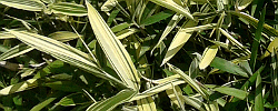 Care of the plant Sasa variegata or Arundinaria variegata.