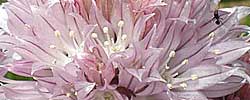 Care of the bulbous plant Allium schoenoprasum or Chives.