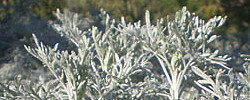 Cuidados de la planta Artemisia arborescens o Ajenjo moruno.