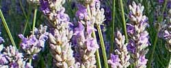 Care of the plant Lavandula dentata or French lavender.