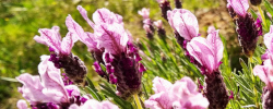 Care of the shrub Lavandula stoechas or Spanish lavender.