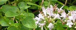 Cuidados de la planta Origanum vulgare, Orégano o Mejorana silvestre.