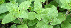 Care of the plant Origanum majorana or Marjoram.