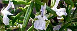 Cuidados de la planta aromática Rosmarinus officinalis o Romero.