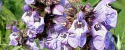 Cuidados de la planta aromática Salvia officinalis o Salvia común.