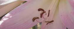 Cuidados de la planta bulbosa Amaryllis belladona o Amarilis.