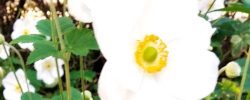 Cuidados de la planta Anemone x hybrida o Anémona del Japón.