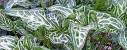 Care of the rhizomatous plant Arum or Arum lily.