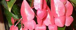 Care of the plant Begonia corallina or Begonia tamaya.