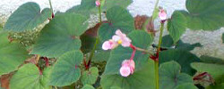 Care of the plant Begonia grandis or Hardy begonia.