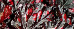 Care of the rhizomatous plant Begonia rex or Painted-Leaf Begonia.