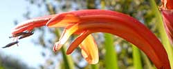 Care of the bulbous plant Chasmanthe floribunda or Cobra lily.