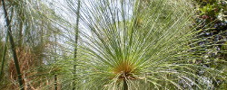 Cuidados de la planta Cyperus papyrus o Papiro.