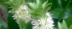 Cuidados de la planta bulbosa Eucomis autumnalis o Flor de piña.