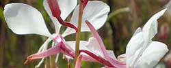 Care of the rhizomatous plant Gaura lindheimeri or White gaura.