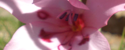 Cuidados de la planta bulbosa Gladiolus carneus o Gladiola.