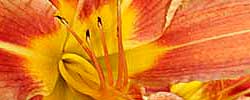 Care of the plant Hemerocallis fulva or Orange daylily.