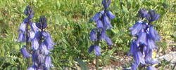 Cuidados de la planta Hyacinthoides hispanica o Escila española.