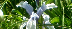 Care of the plant Iris aucheri or Aucher-Éloy iris.